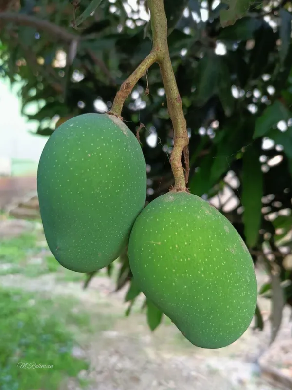 Hybrid_Hapus_Mango_Grafting_Plant_(Pack_Of-1)