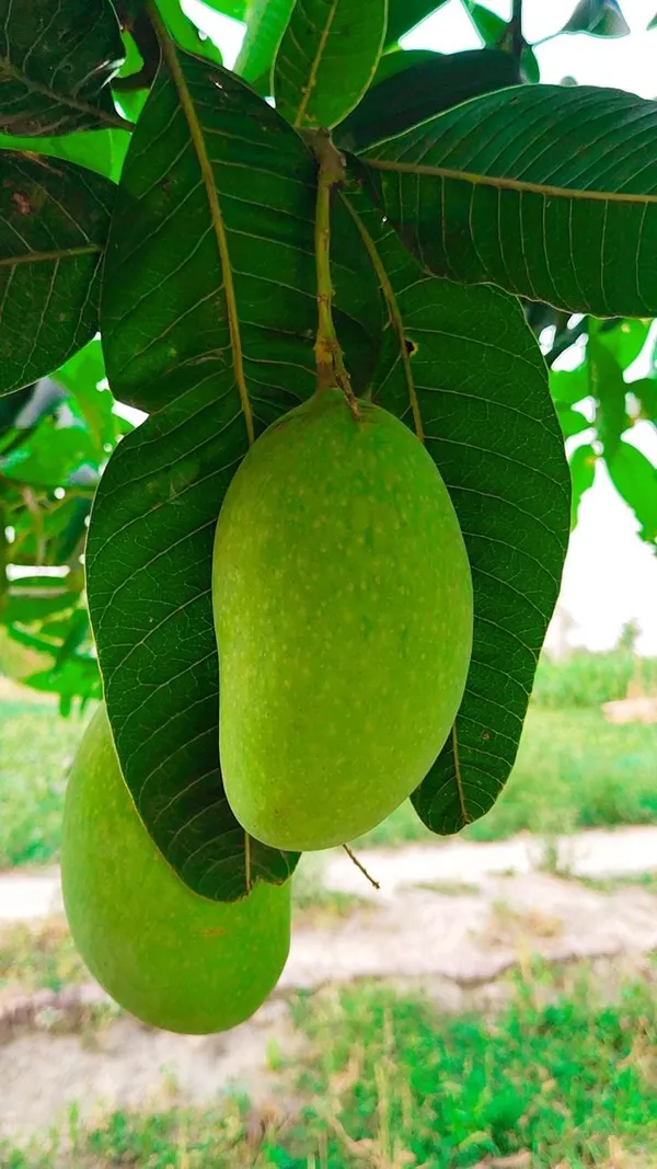 Hybrid_Hapus_Mango_Grafting_Plant_(Pack_Of-1)