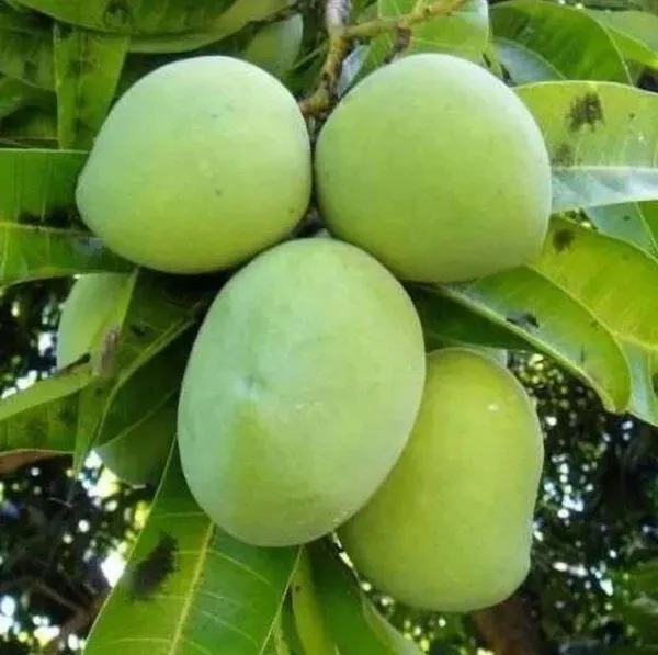 Hybrid_Hapus_Mango_Grafting_Plant_(Pack_Of-1)