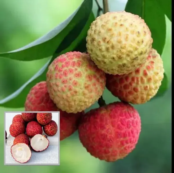 Seedless_Litchi_Grafting_Fruit_Plant_(1.5-3_Feet_Height_Pack_Of_1)