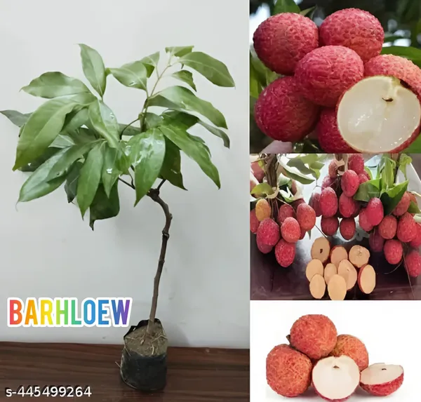 Seedless_Litchi_Grafting_Fruit_Plant_(1.5-3_Feet_Height_Pack_Of_1)