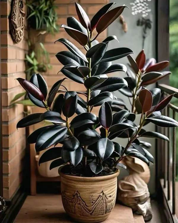Hybrid_Rubber_Plant_(Pack_Of-1_)