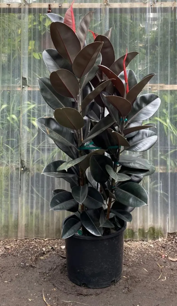 Hybrid_Rubber_Plant_(Pack_Of-1_)