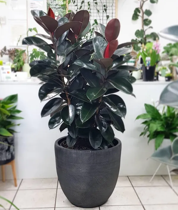 Hybrid_Rubber_Plant_(Pack_Of-1_)