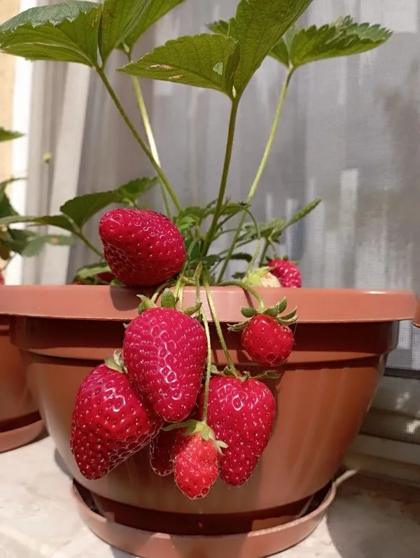Strawberry_Fruit_Hybrid_Plant(_Pack_Of_1)