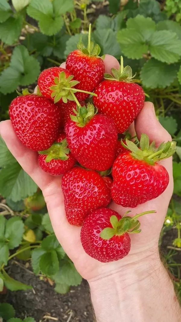 Strawberry_Fruit_Hybrid_Plant(_Pack_Of_1)