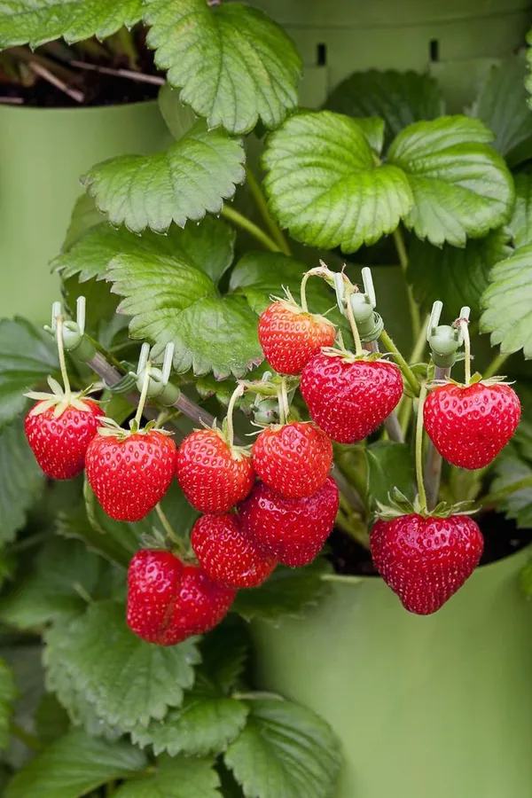 Strawberry_Fruit_Hybrid_Plant(_Pack_Of_1)