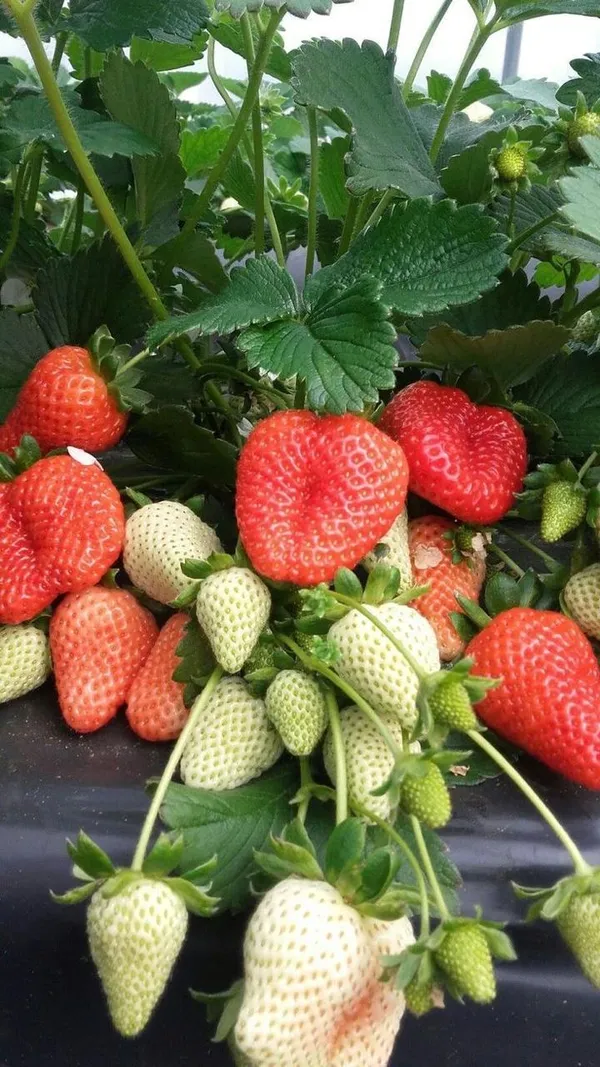 Strawberry_Fruit_Hybrid_Plant(_Pack_Of_1)