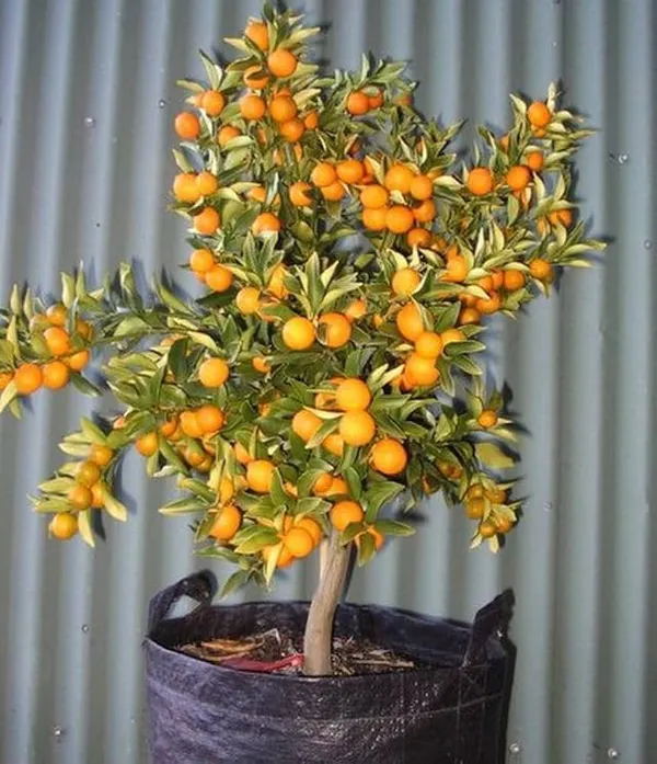 Hybrid_Kamkot_Lemon_Fruit_Plant_(Pack_Of-1)