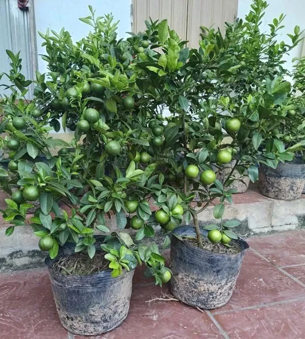 Hybrid_Kamkot_Lemon_Fruit_Plant_(Pack_Of-1)