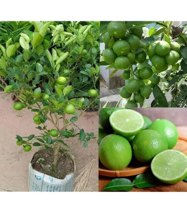 Hybrid_Kamkot_Lemon_Fruit_Plant_(Pack_Of-1)