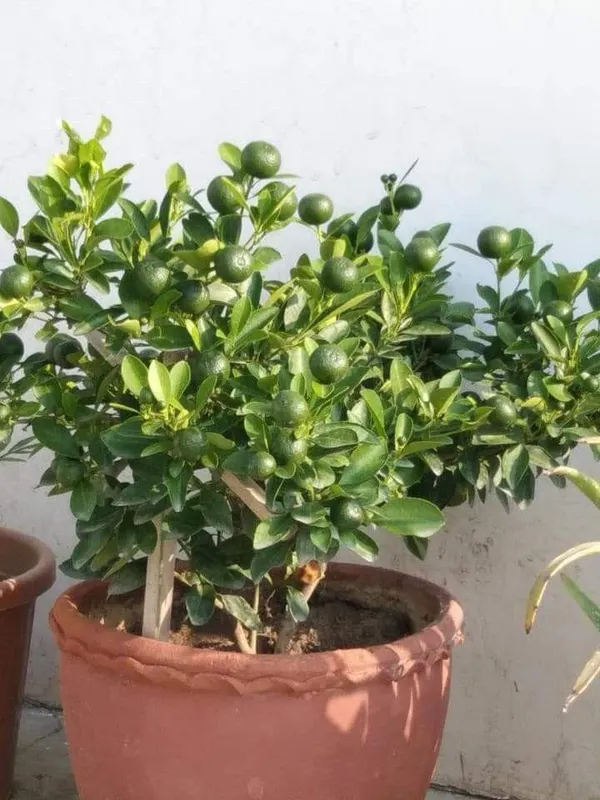 Hybrid_Kamkot_Lemon_Fruit_Plant_(Pack_Of-1)