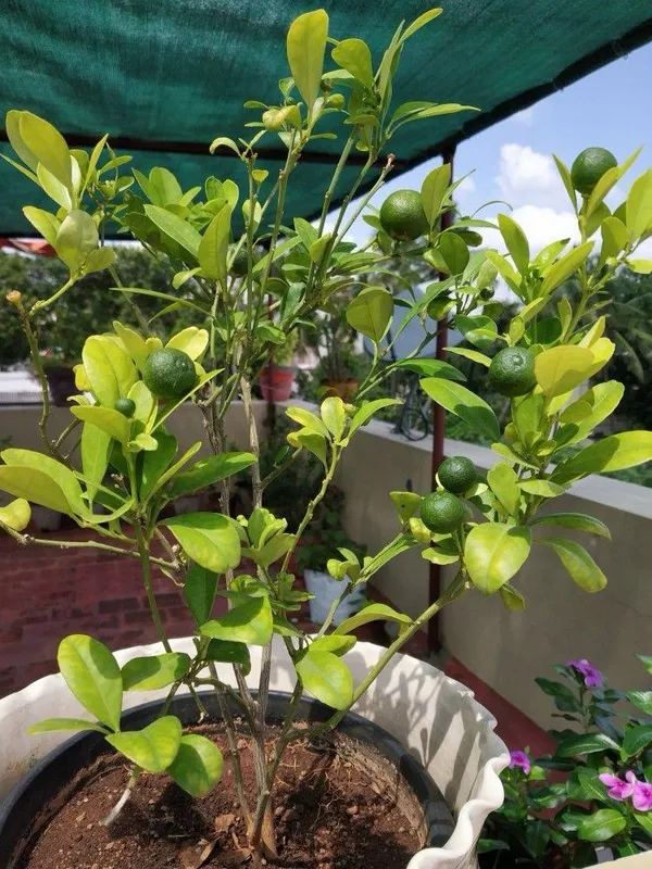 Hybrid_Kamkot_Lemon_Fruit_Plant_(Pack_Of-1)