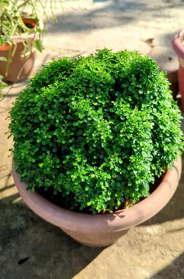 Table_Kamini_Plant_(Pack_Of-1_)