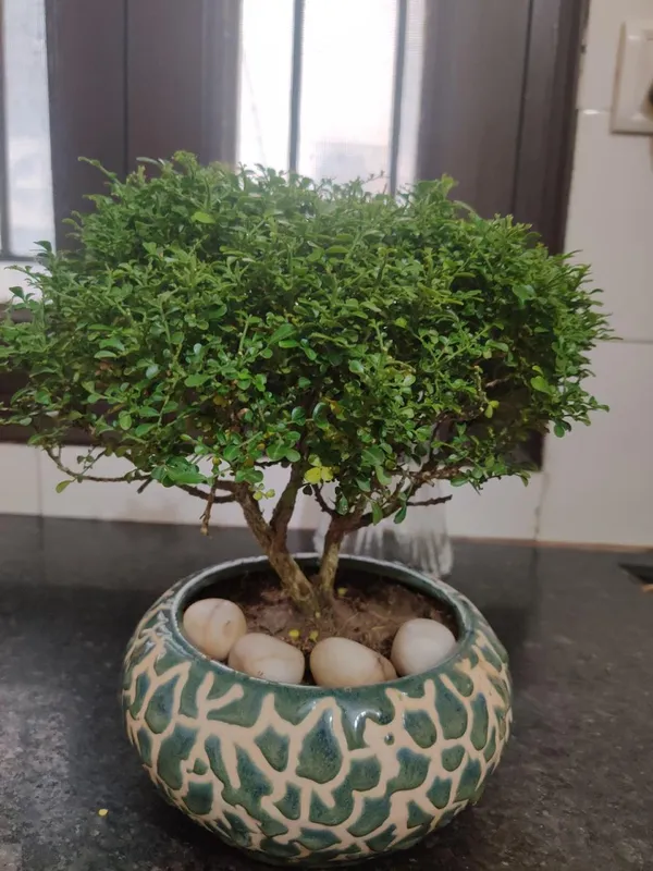 Table_Kamini_Plant_(Pack_Of-1_)