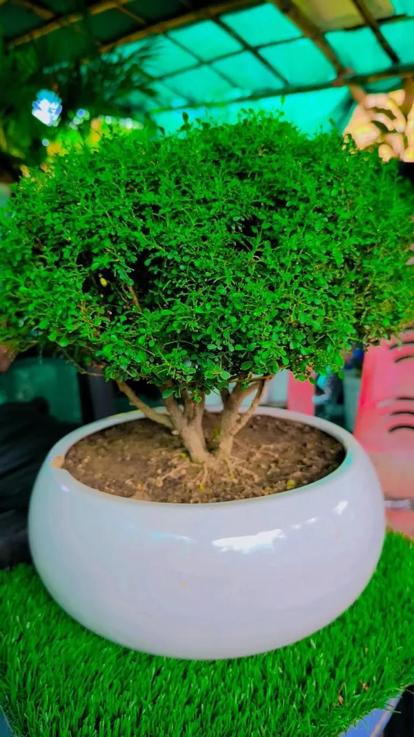 Table_Kamini_Plant_(Pack_Of-1_)