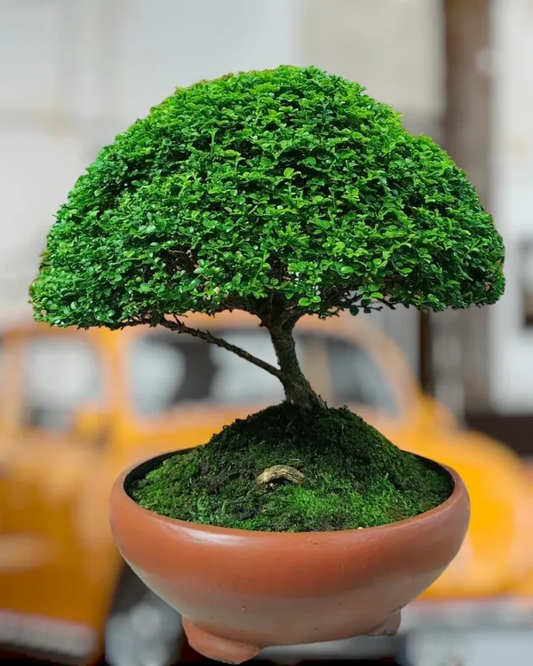 Table_Kamini_Plant_(Pack_Of-1_)