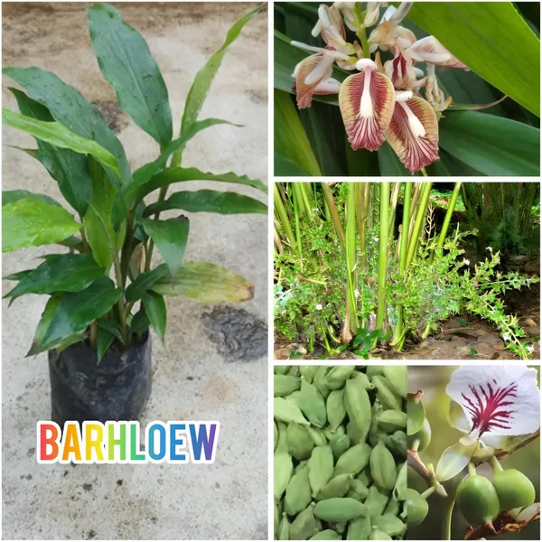 Hybrid_Elaichi_Plant_(1.5-3_Feet_Height_Pack_Of_1)