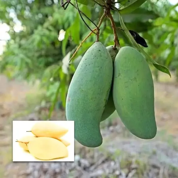 Thai_3_Taste_Mango🥭🥭🥭_Grafting_Fruit_Plant_(1.5-3_Feet_Height_Pack_Of_1)