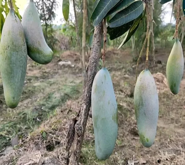 Thai_3_Taste_Mango🥭🥭🥭_Grafting_Fruit_Plant_(1.5-3_Feet_Height_Pack_Of_1)