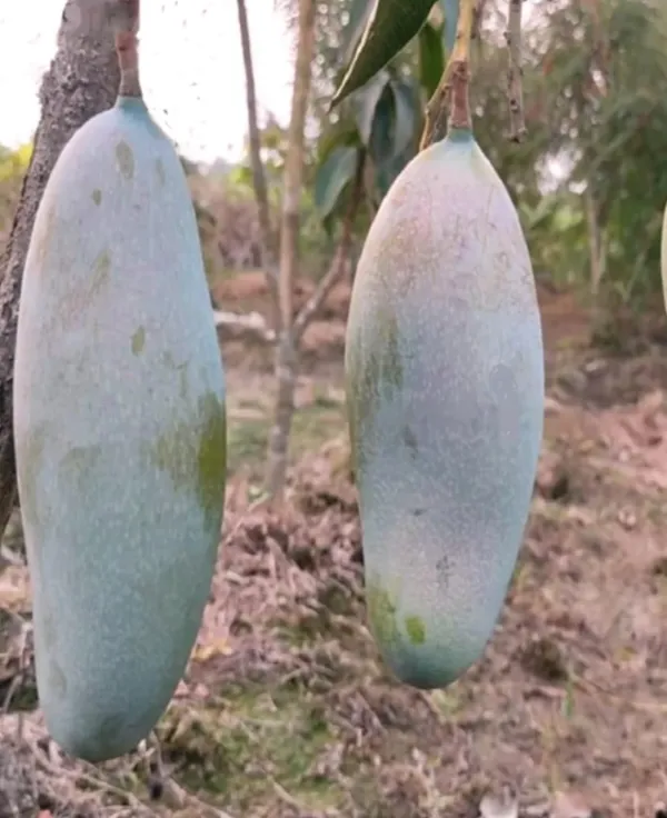 Thai_3_Taste_Mango🥭🥭🥭_Grafting_Fruit_Plant_(1.5-3_Feet_Height_Pack_Of_1)