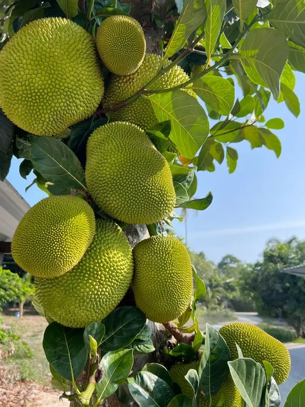 Thai_All_Time_Jackfruit_Grafting_Plant_(Pack_Of_1)