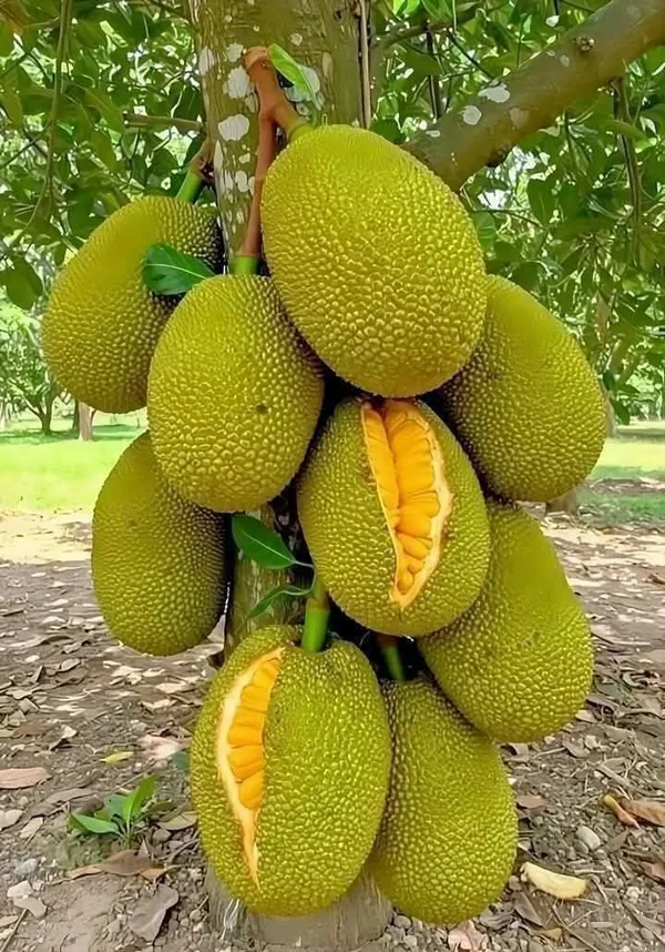 Thai_All_Time_Jackfruit_Grafting_Plant_(Pack_Of_1)