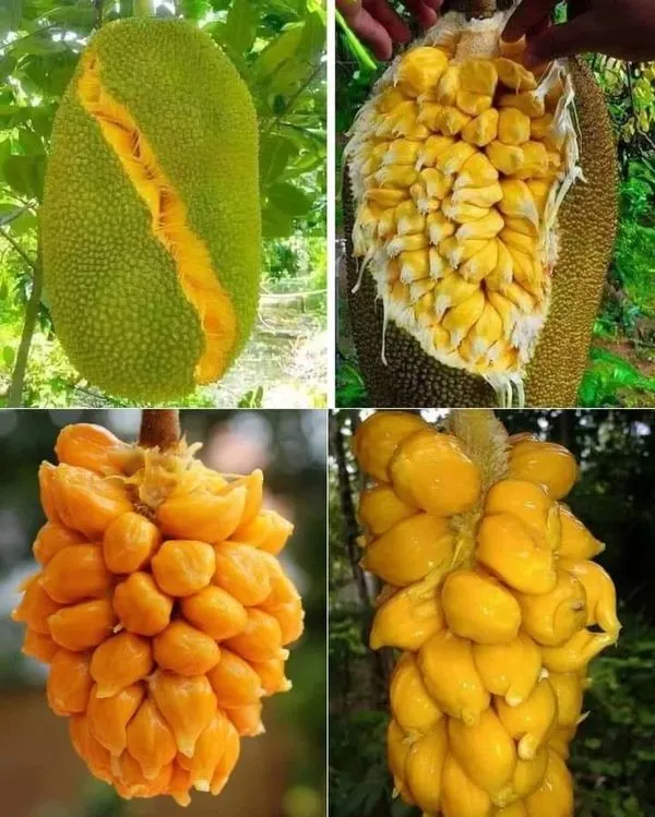 Thai_All_Time_Jackfruit_Grafting_Plant_(Pack_Of_1)