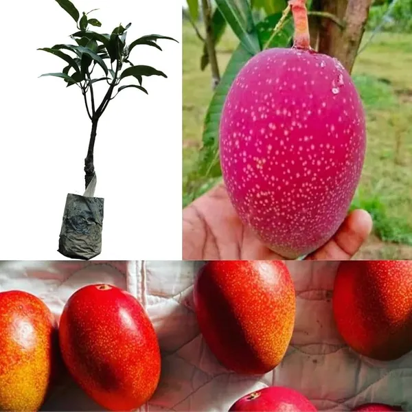 Thai_American_Red_Palmer_Mango_🥭🥭🥭_Grafting_Fruit_Live_Plant_(1.5-3_Feet_Height_Pack_Of_1)