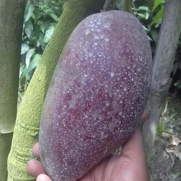 Thai_BN_7_Mango🥭🥭🥭_Grafting_Fruit_Plant_(1.5-3_Feet_Height_Pack_Of_1)