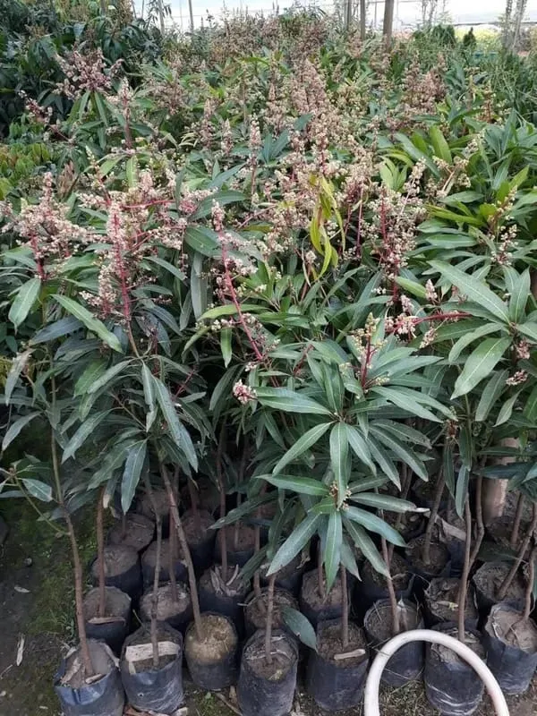 Thai_BN_7_Mango🥭🥭🥭_Grafting_Fruit_Plant_(1.5-3_Feet_Height_Pack_Of_1)
