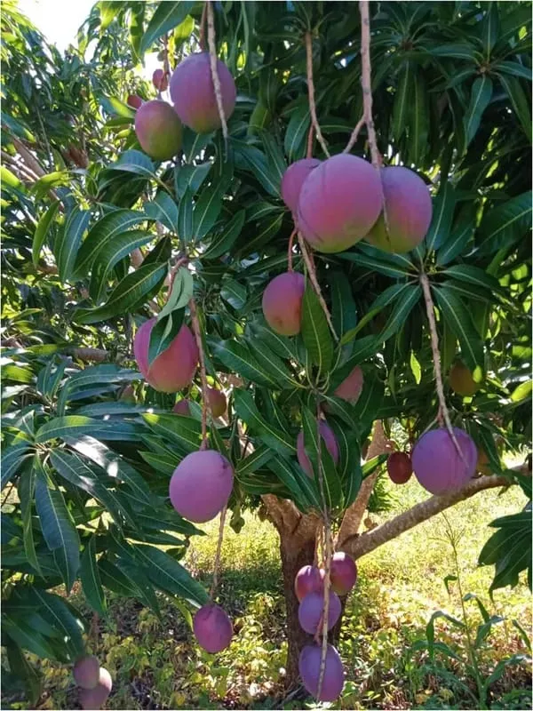 Thai_BN_7_Mango🥭🥭🥭_Grafting_Fruit_Plant_(1.5-3_Feet_Height_Pack_Of_1)