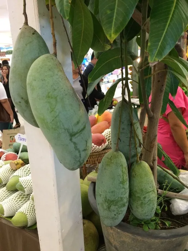 Thai_Banana_Mango_Hybrid_&_Grafting_Fruit_Plant_(Pack_Of_1)