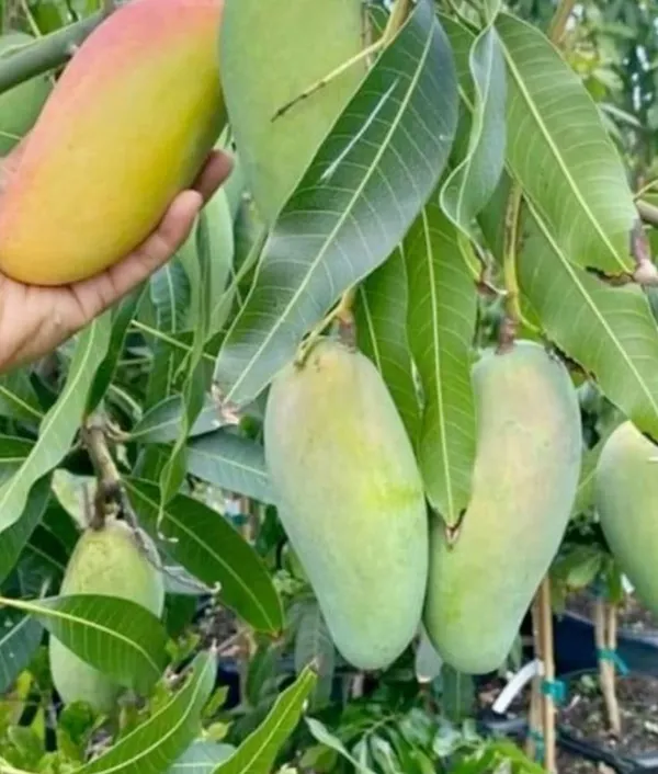 Thai_Banana_Mango_Hybrid_&_Grafting_Fruit_Plant_(Pack_Of_1)