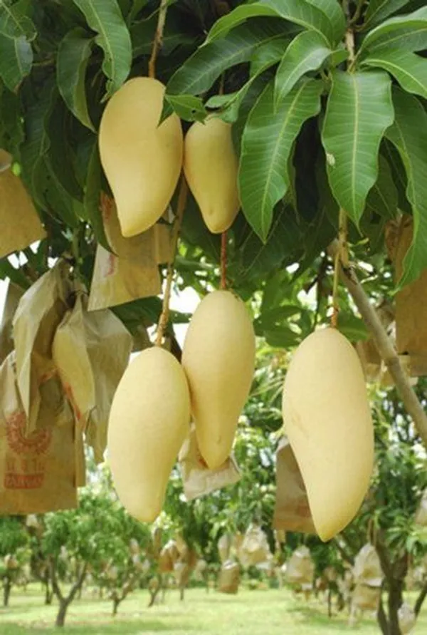 Thai_Banana_Mango_Hybrid_&_Grafting_Fruit_Plant_(Pack_Of_1)