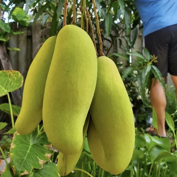 Thai_Banana_Mango_Hybrid_&_Grafting_Fruit_Plant_(Pack_Of_1)