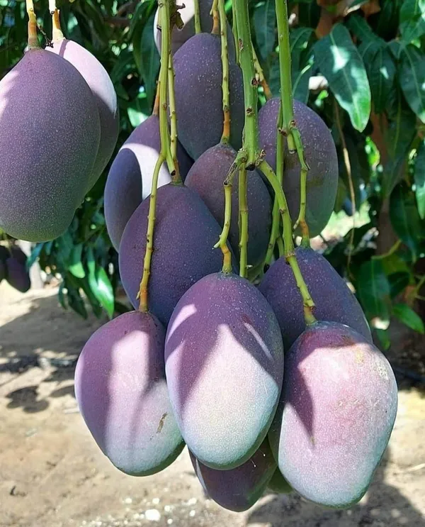 Thai_Kasturi_Mango_🥭🥭🥭_Grafting_Fruit_Live_Plant_(1.5-3_Feet_Height_Pack_Of_1)