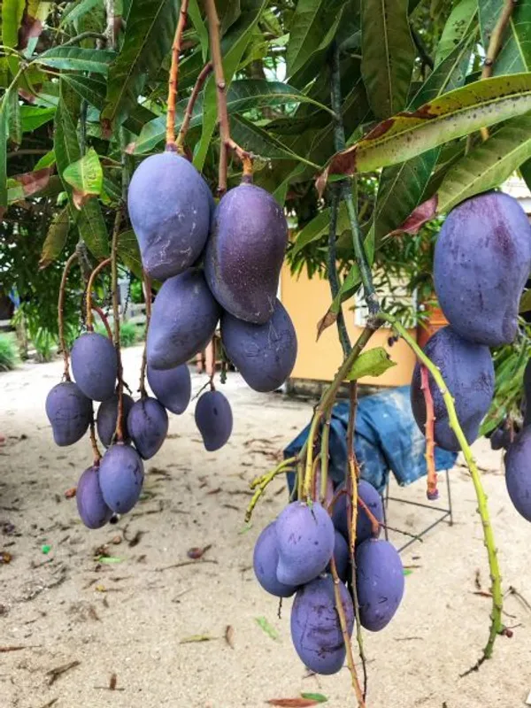 Thai_Black_Stone__Mango_🥭🥭🥭_Grafting_Fruit_Live_Plant_(1.5-3_Feet_Height_Pack_Of_1)
