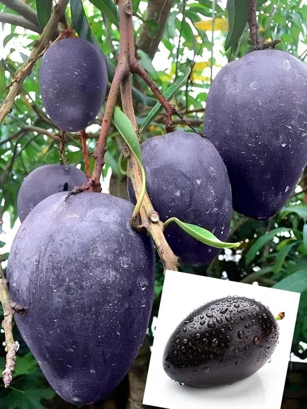 Thai_Black_Stone__Mango_🥭🥭🥭_Grafting_Fruit_Live_Plant_(1.5-3_Feet_Height_Pack_Of_1)