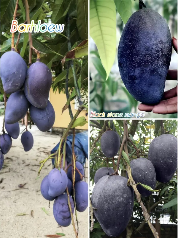 Thai_Black_Stone__Mango_🥭🥭🥭_Grafting_Fruit_Live_Plant_(1.5-3_Feet_Height_Pack_Of_1)