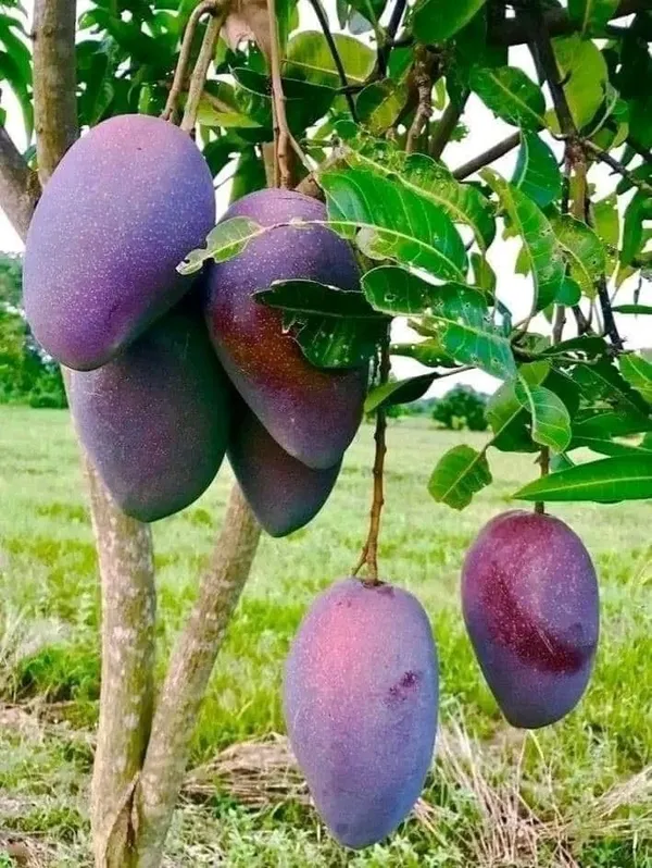 Thai_Black_Stone__Mango_🥭🥭🥭_Grafting_Fruit_Live_Plant_(1.5-3_Feet_Height_Pack_Of_1)