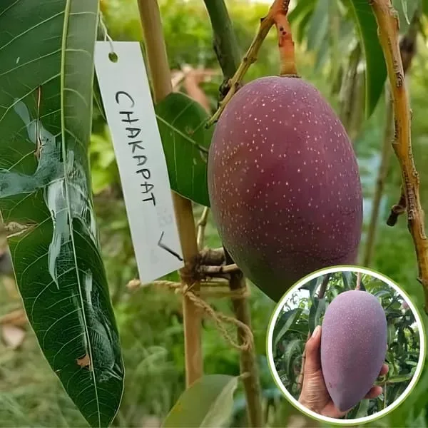 Thai_Chakapath🥭🥭🥭_Mango_Grafting_Fruit_Plant_(1.5-3_Feet_Height_Pack_Of_1)