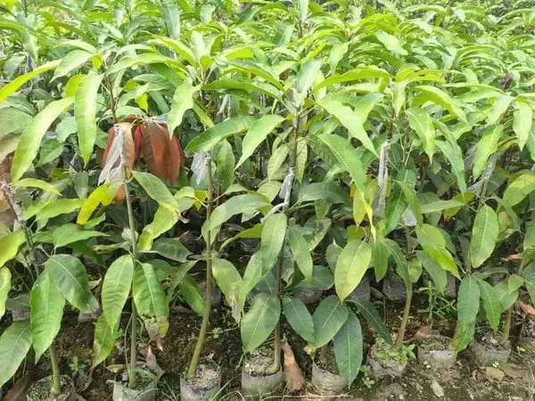 Thai_Chiang-Mai🥭🥭🥭_Mango_Grafting_Fruit_Plant_(1.5-3_Feet_Height_Pack_Of_1)