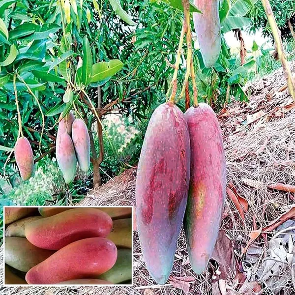 Thai_Chiang-Mai🥭🥭🥭_Mango_Grafting_Fruit_Plant_(1.5-3_Feet_Height_Pack_Of_1)
