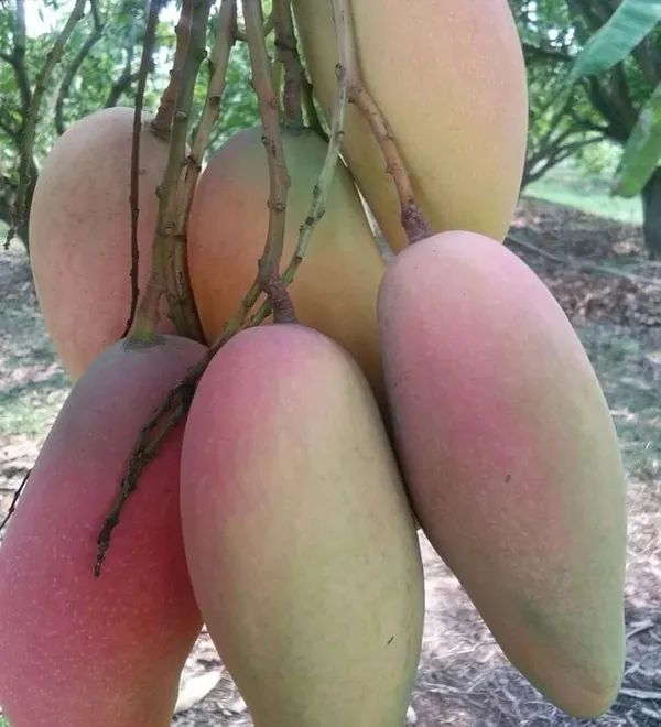 Thai_Chiang-Mai🥭🥭🥭_Mango_Grafting_Fruit_Plant_(1.5-3_Feet_Height_Pack_Of_1)