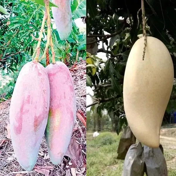 Thai_Chiang-Mai🥭🥭🥭_Mango_Grafting_Fruit_Plant_(1.5-3_Feet_Height_Pack_Of_1)