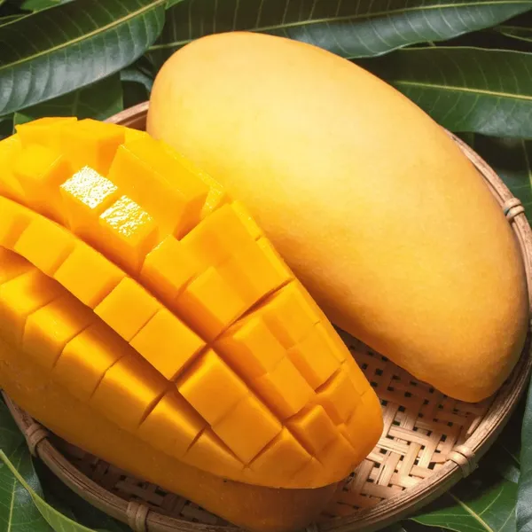 Thai_Nurjahan_Mango_🥭🥭🥭_Grafting_Fruit_Live_Plant_(1.5-3_Feet_Height_Pack_Of_1)