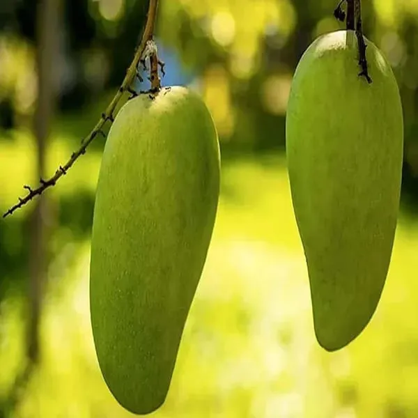 Thai_Nurjahan_Mango_🥭🥭🥭_Grafting_Fruit_Live_Plant_(1.5-3_Feet_Height_Pack_Of_1)