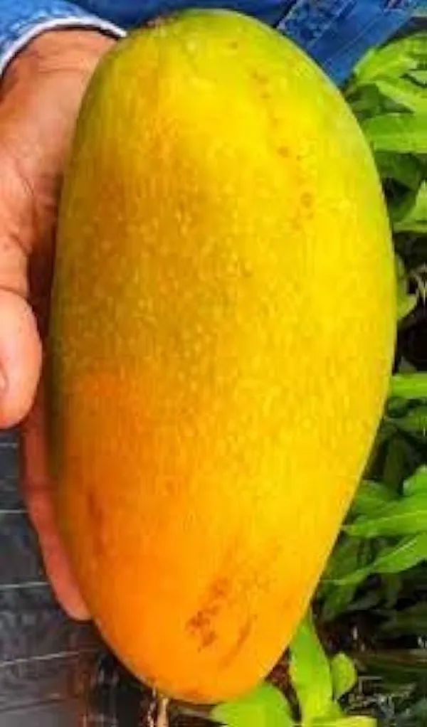 Thai_Nurjahan_Mango_🥭🥭🥭_Grafting_Fruit_Live_Plant_(1.5-3_Feet_Height_Pack_Of_1)