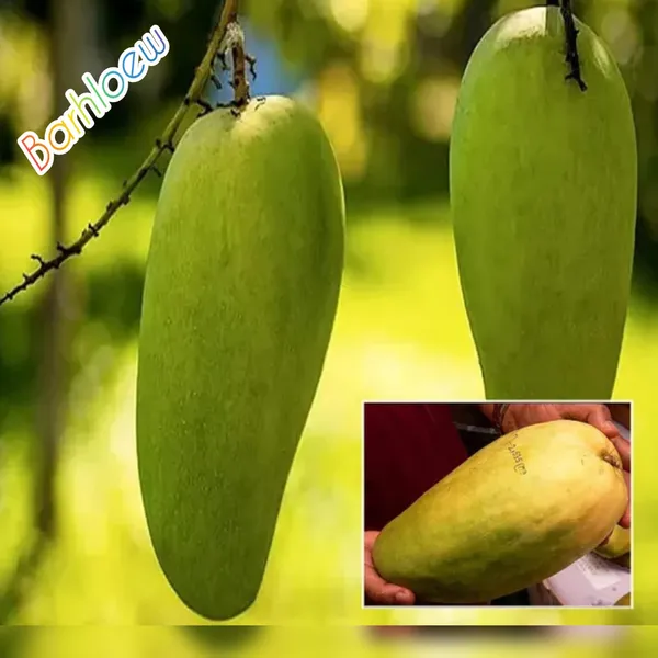 Thai_Nurjahan_Mango_🥭🥭🥭_Grafting_Fruit_Live_Plant_(1.5-3_Feet_Height_Pack_Of_1)